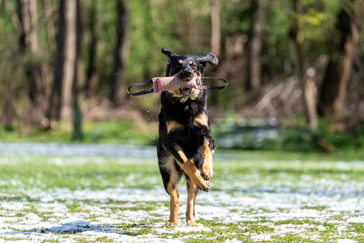 filmproduktion fotografie drohne vermessung inspektion pixxelstorm frankfurt darmstadt bilder aufnahmen tiere hund